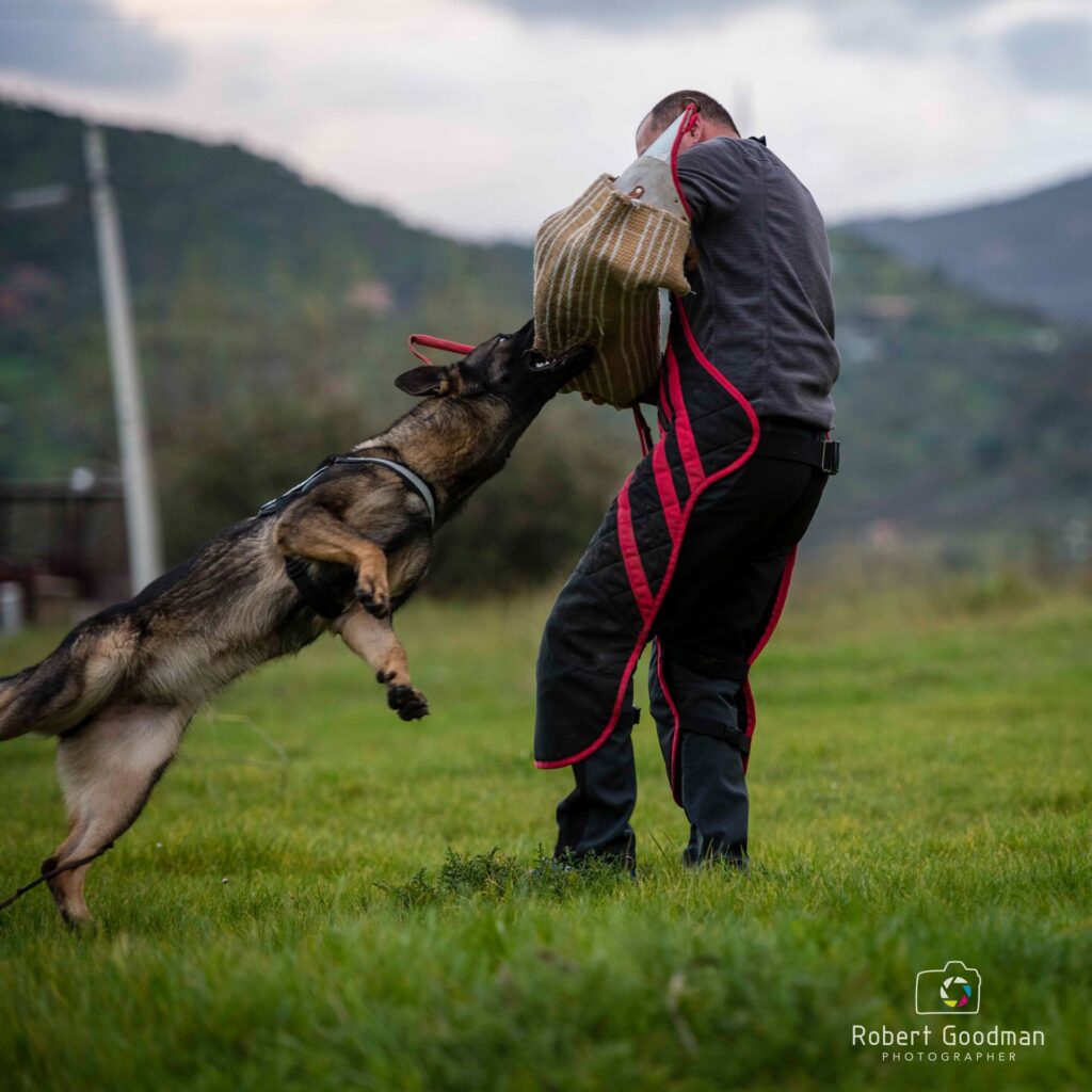 istruttore cinofilo per addestramento cani a Palermo