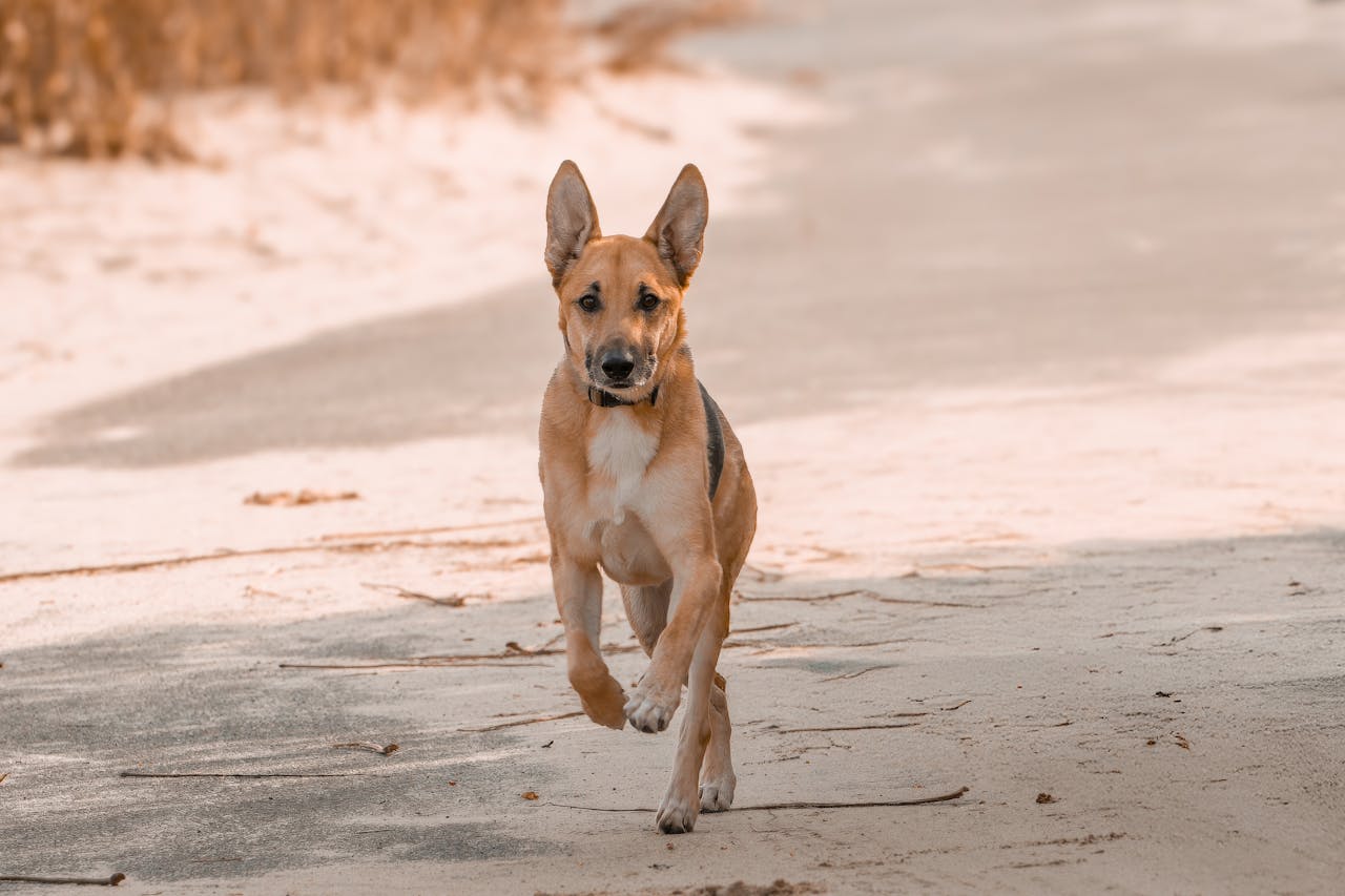 A lively German Shepherd dog running freely on a sandy path, exuding energy and joy.